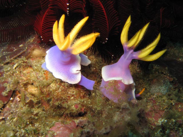 Philippines