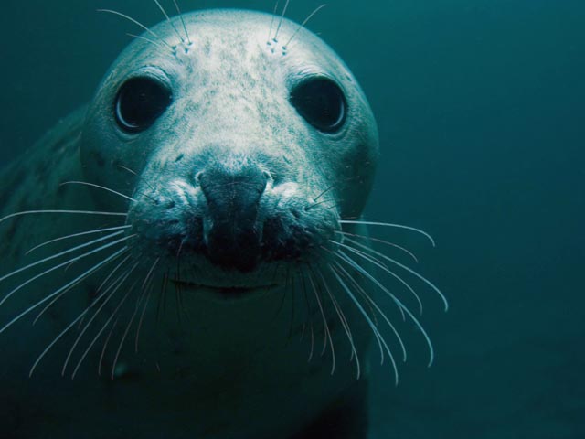The Farnes